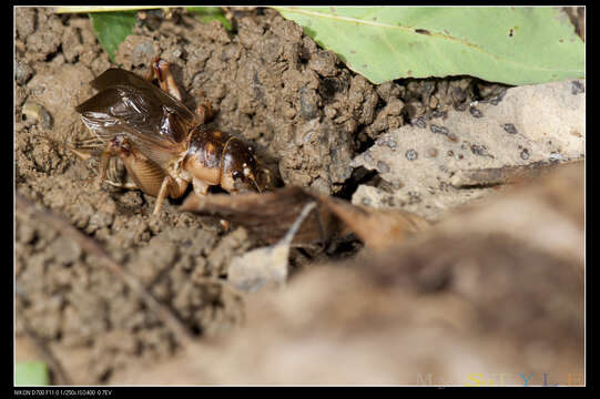 Image of Tarbinskiellus