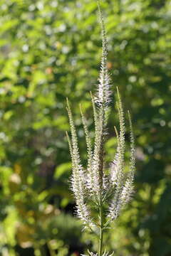 Image of Culver's root