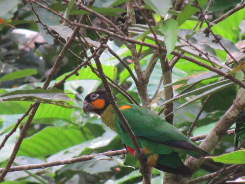 Image of Orange-cheeked Parrot