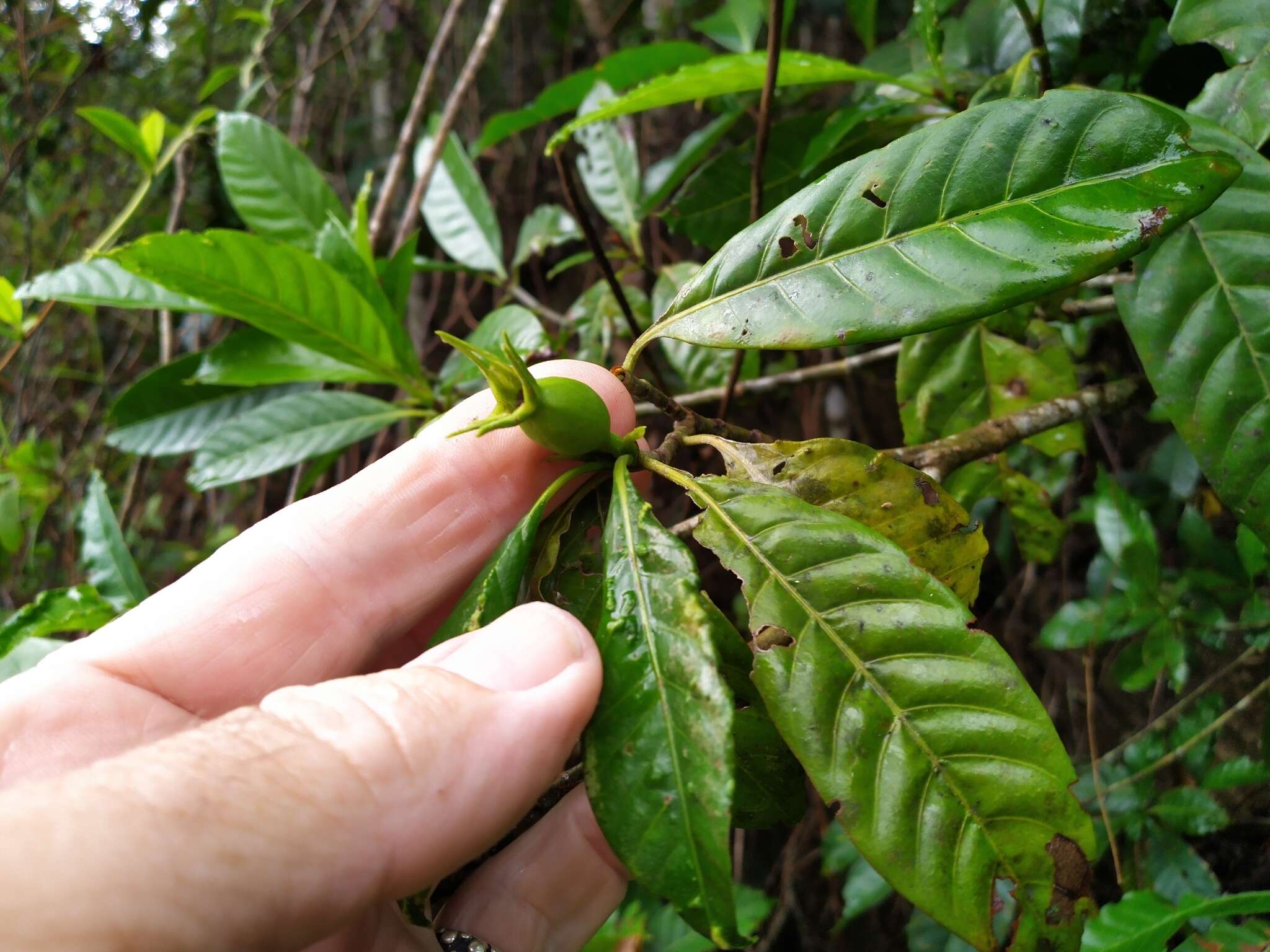 Image of Gardenia ovularis F. M. Bailey