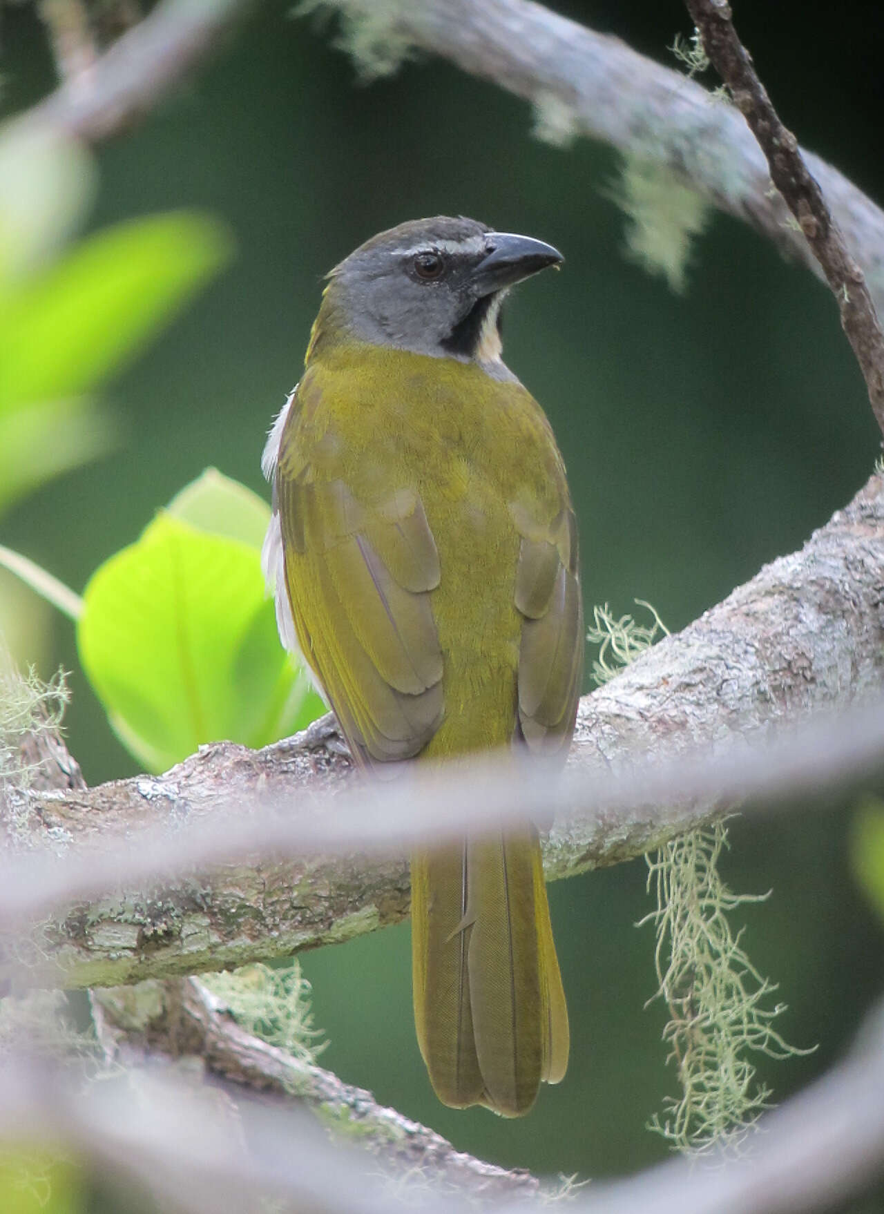 Image of Buff-throated Saltator