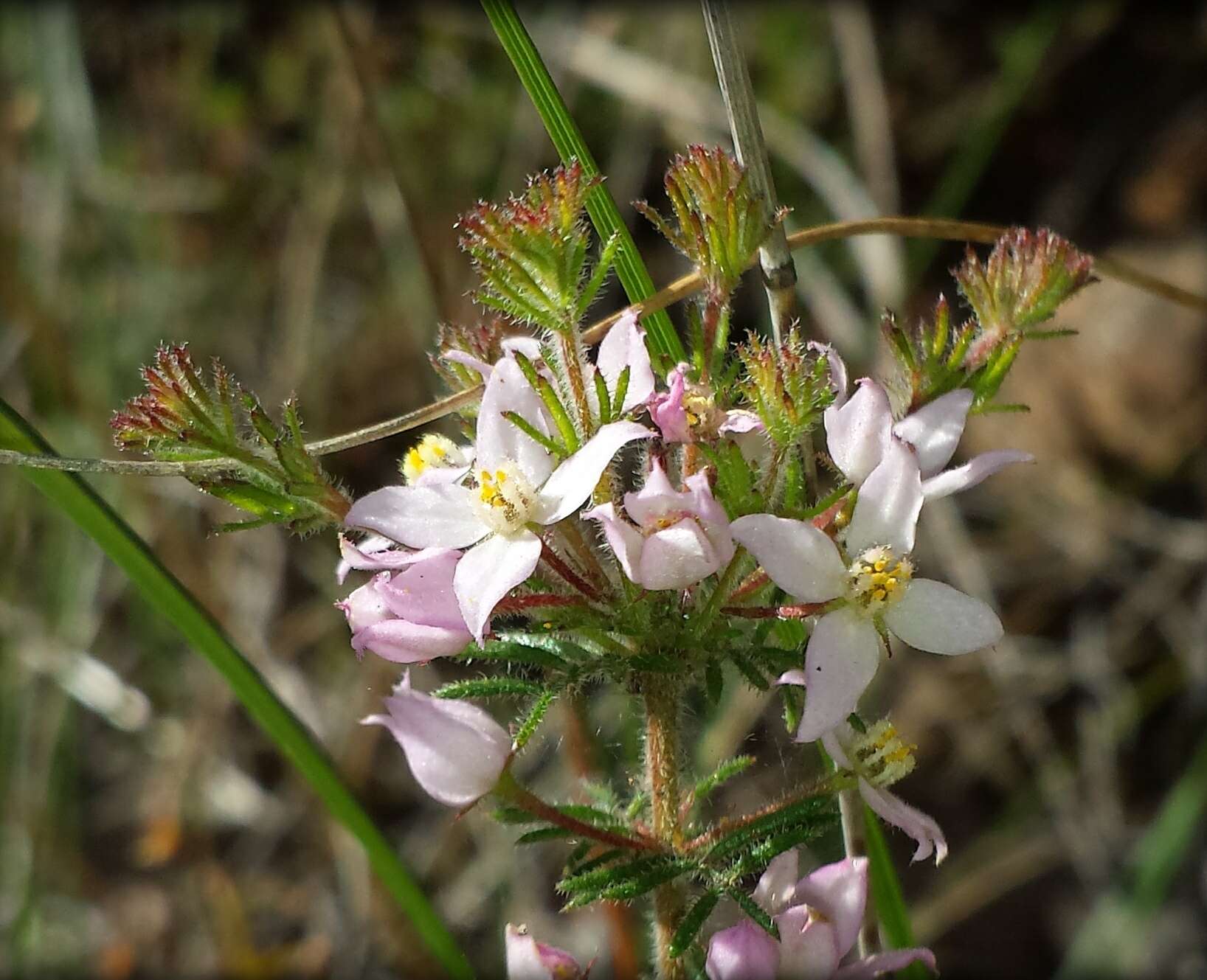 Image of Boronia pilosa Labill.