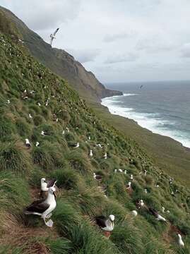 Image of Indian Yellow-nosed Albatross