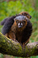 Image of Red-bellied Lemur