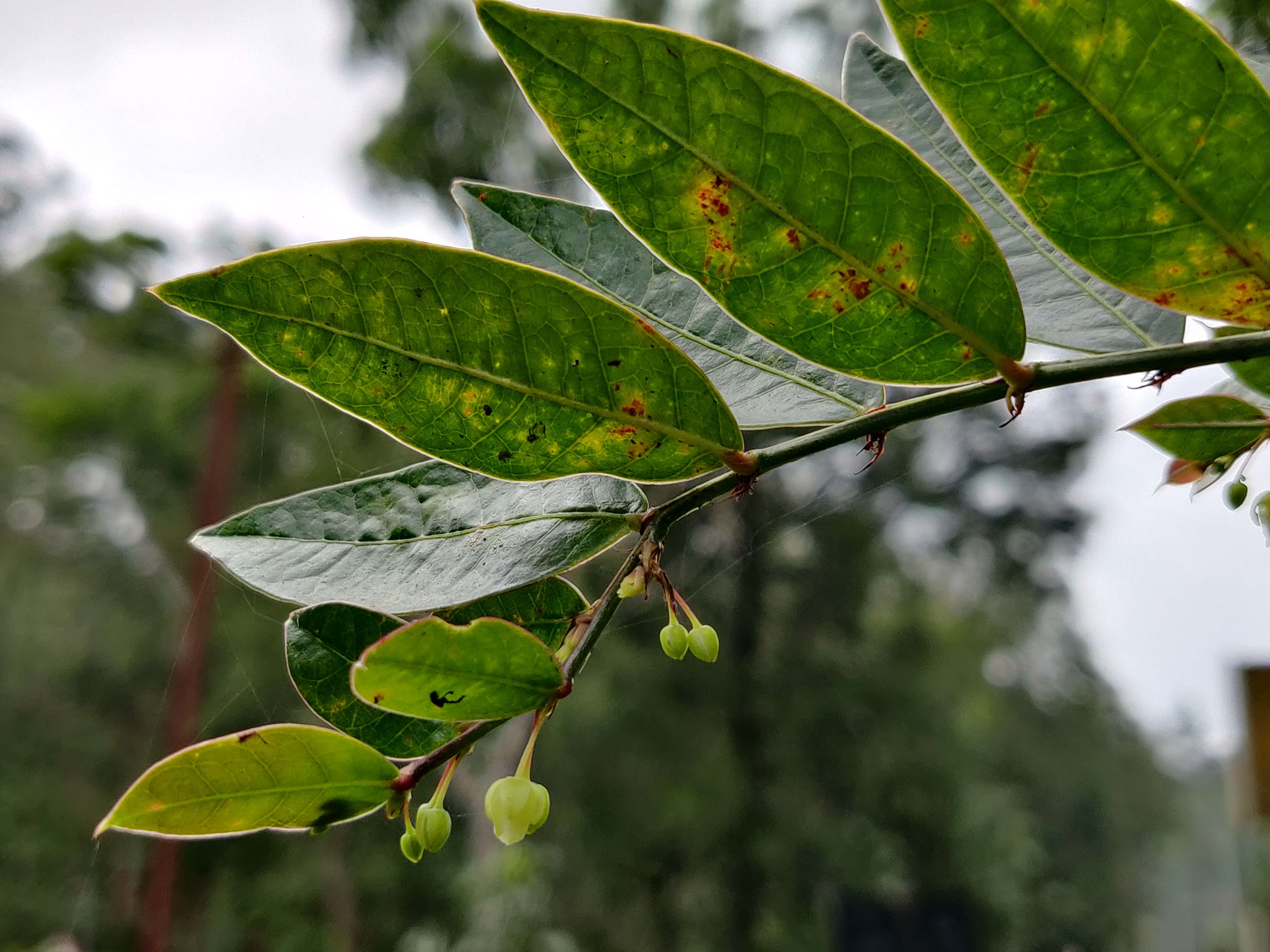 Phyllanthus anamalayanus (Gamble) G. L. Webster的圖片