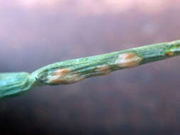 Image of Puccinia porri (Sowerby) G. Winter 1881