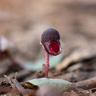 Image de Corybas unguiculatus (R. Br.) Rchb. fil.