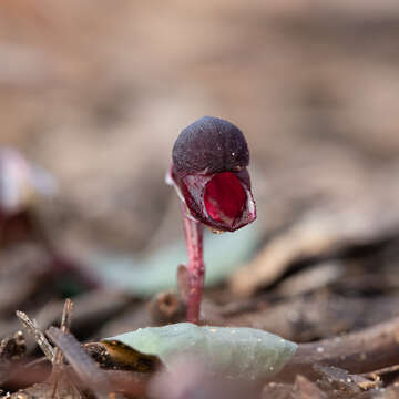 Image of Corybas unguiculatus (R. Br.) Rchb. fil.