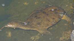 Image of Northern Chinese softshell turtle