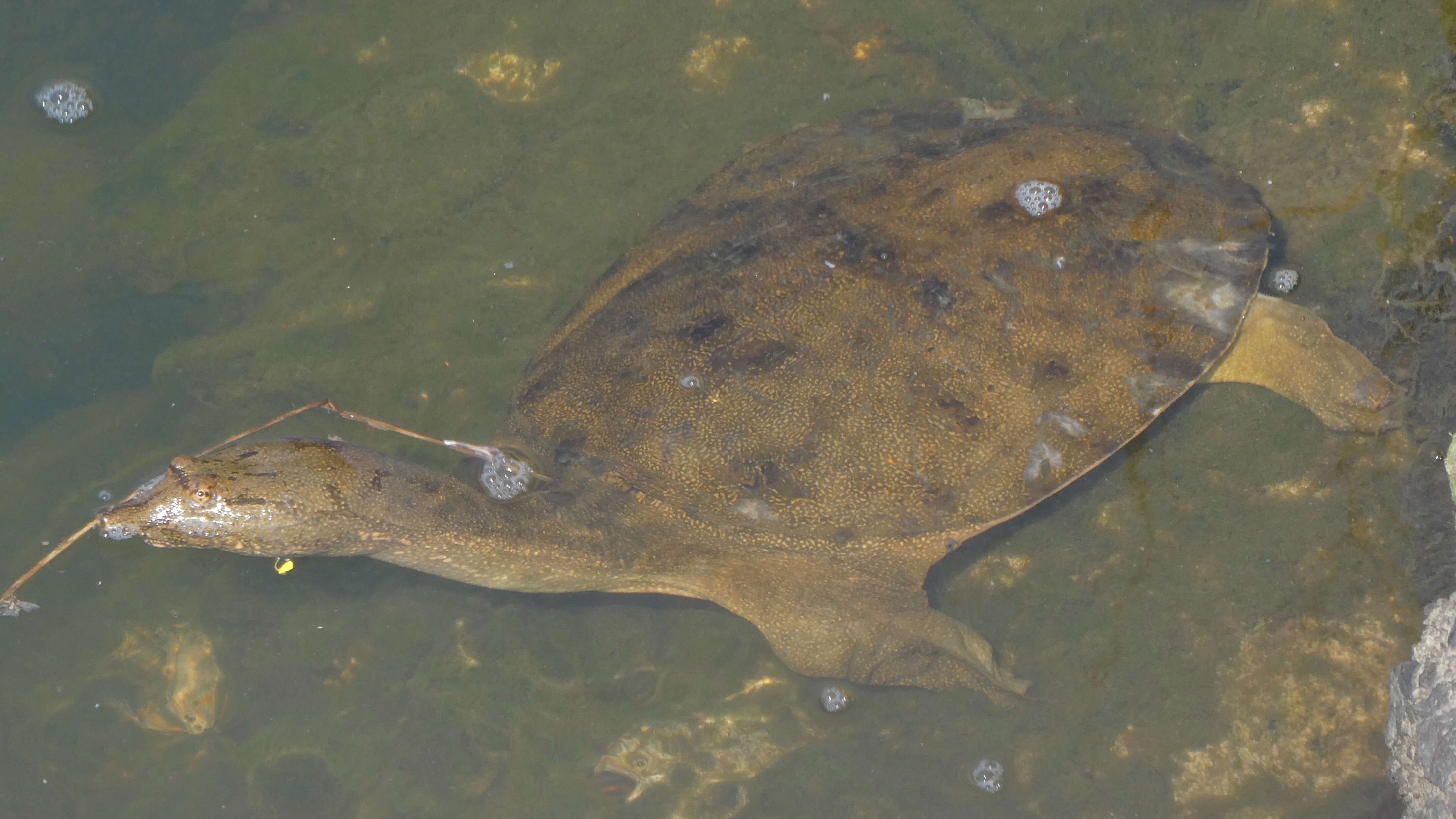 Image of Northern Chinese softshell turtle