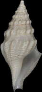 Sivun Corinnaeturris leucomata (Dall 1881) kuva