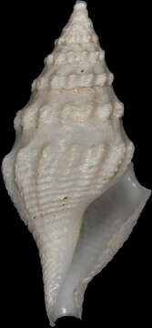 Image of Corinnaeturris leucomata (Dall 1881)