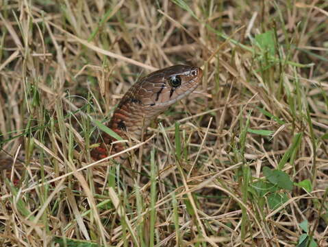 Image of Fowlea flavipunctatus