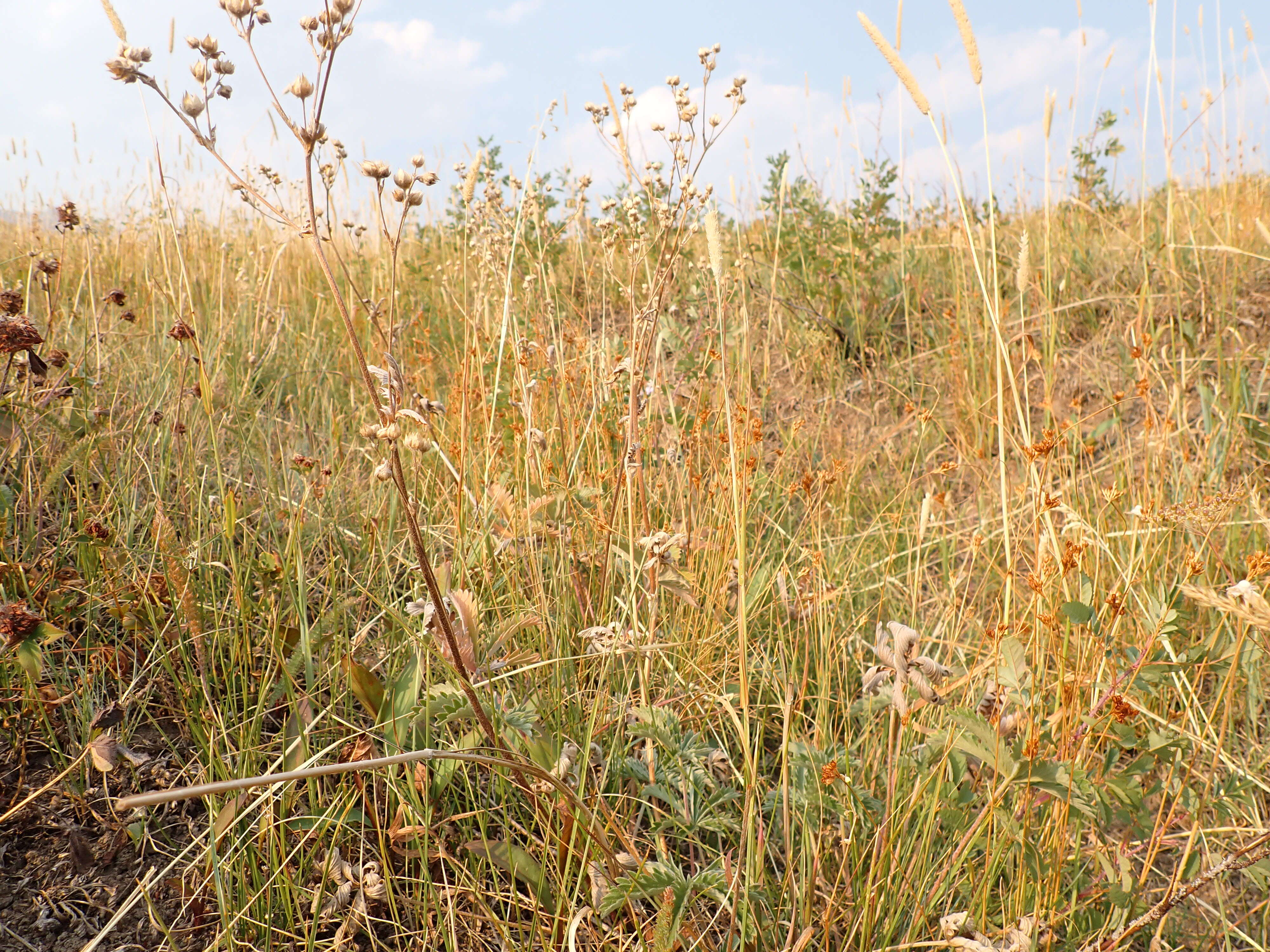 Image of woolly cinquefoil