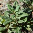 Image de Lysimachia minoricensis J. J. Rodr.