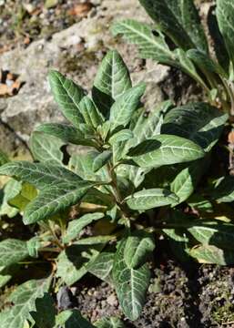 Lysimachia minoricensis J. J. Rodr. resmi