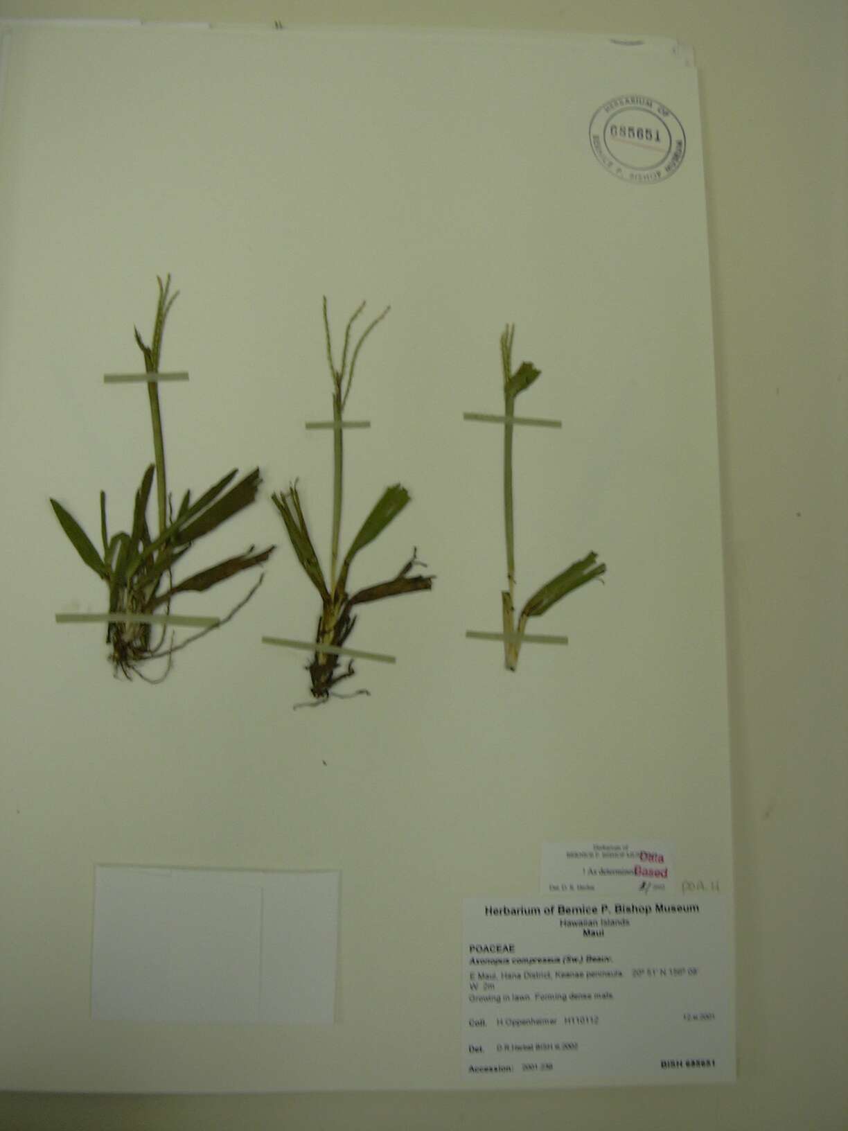 Image of broadleaf carpetgrass