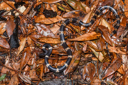 Image of Banded Wolf Snake