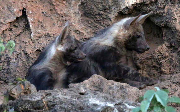 Image of Brown Hyena -- Brown Hyaena