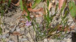 Image of Scaevola ramosissima (Smith) K. Krause