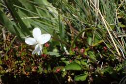 Image of Viola cunninghamii Hook. fil.