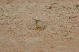 Image of Atlantic Ghost Crab