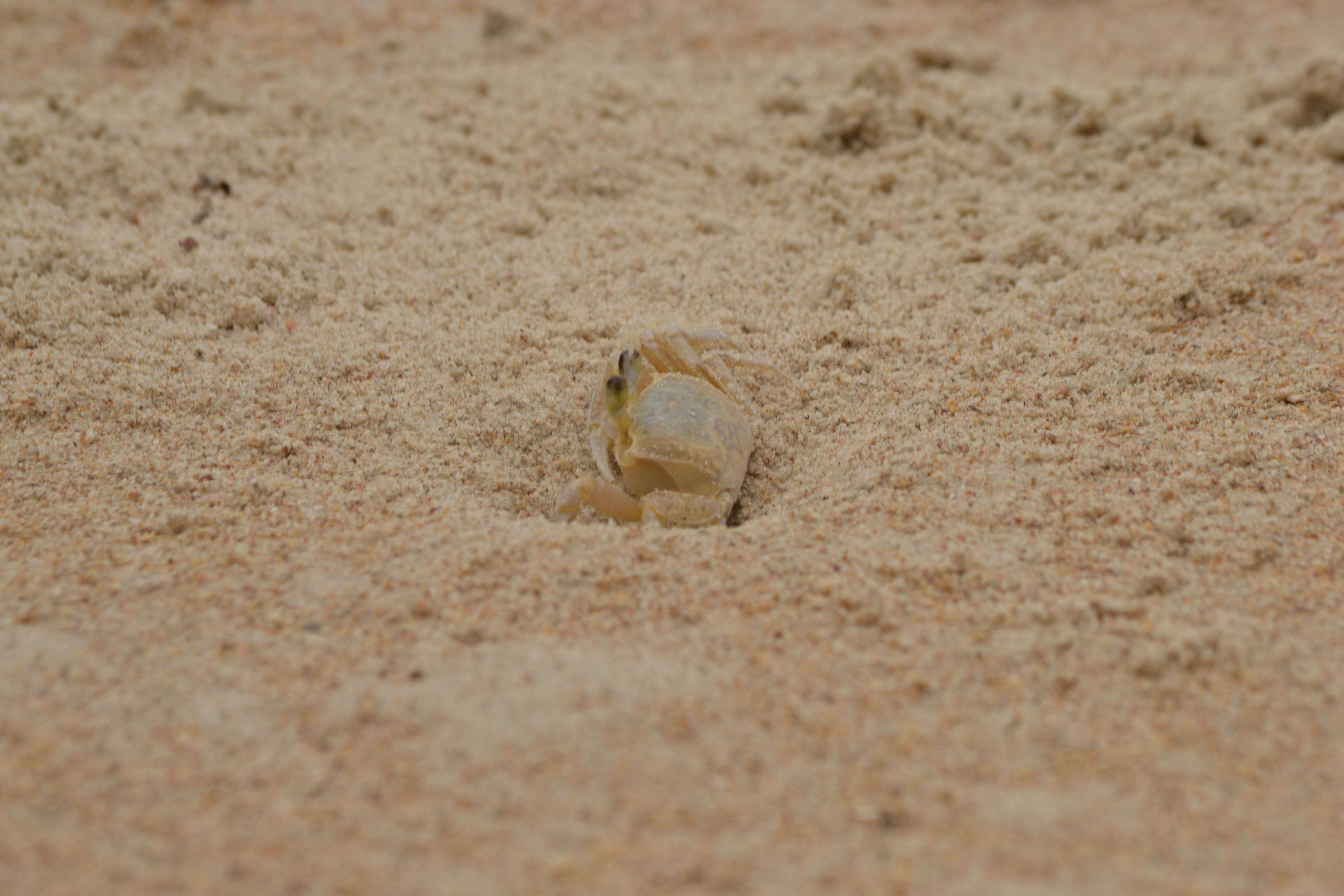 Image of Atlantic Ghost Crab