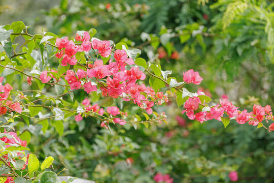 Слика од Bougainvillea