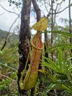 Image of Nepenthes domei