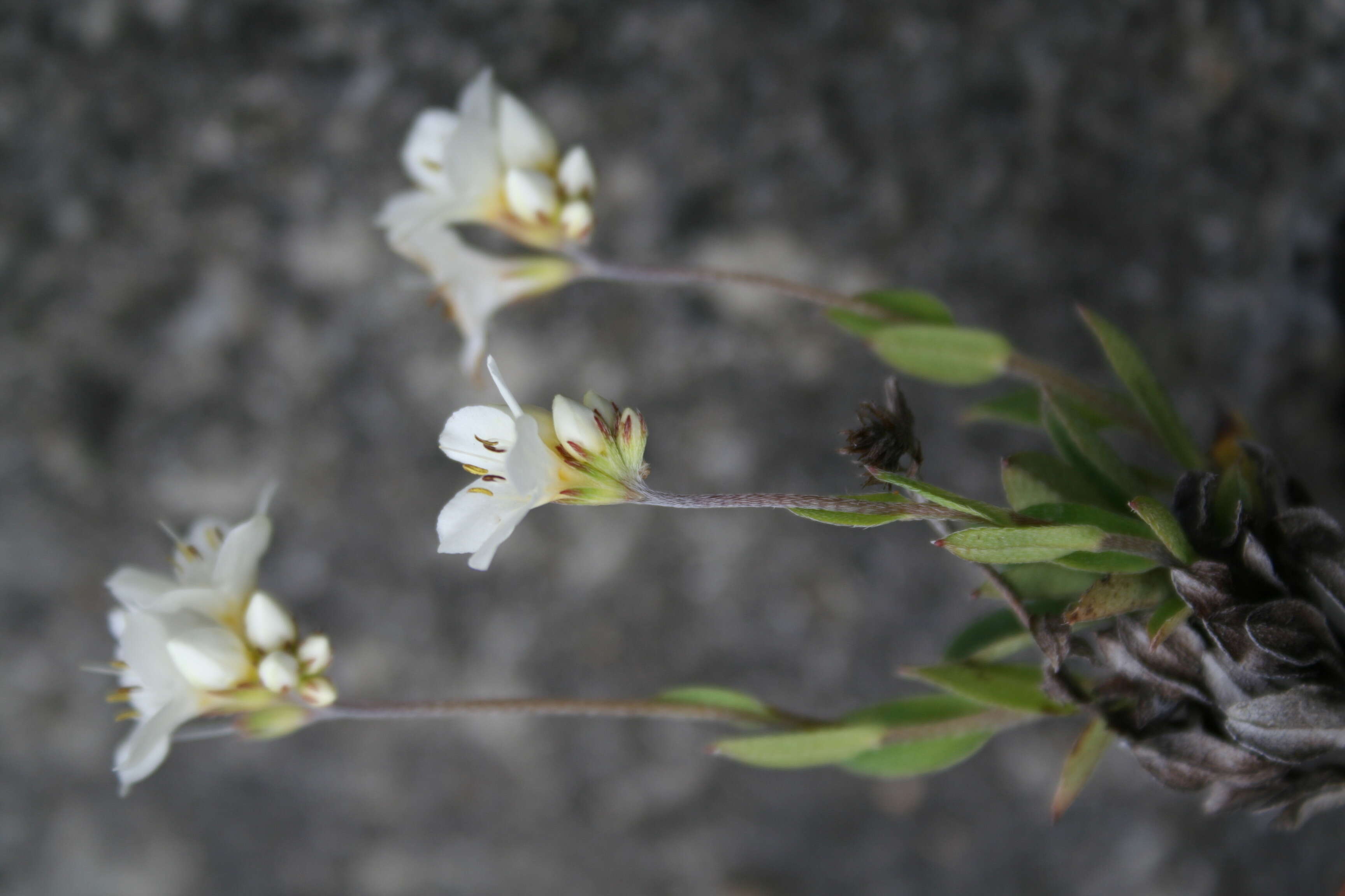 Image de Myosotis eximia Petrie