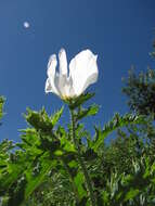 Image of Hawaiian prickly poppy