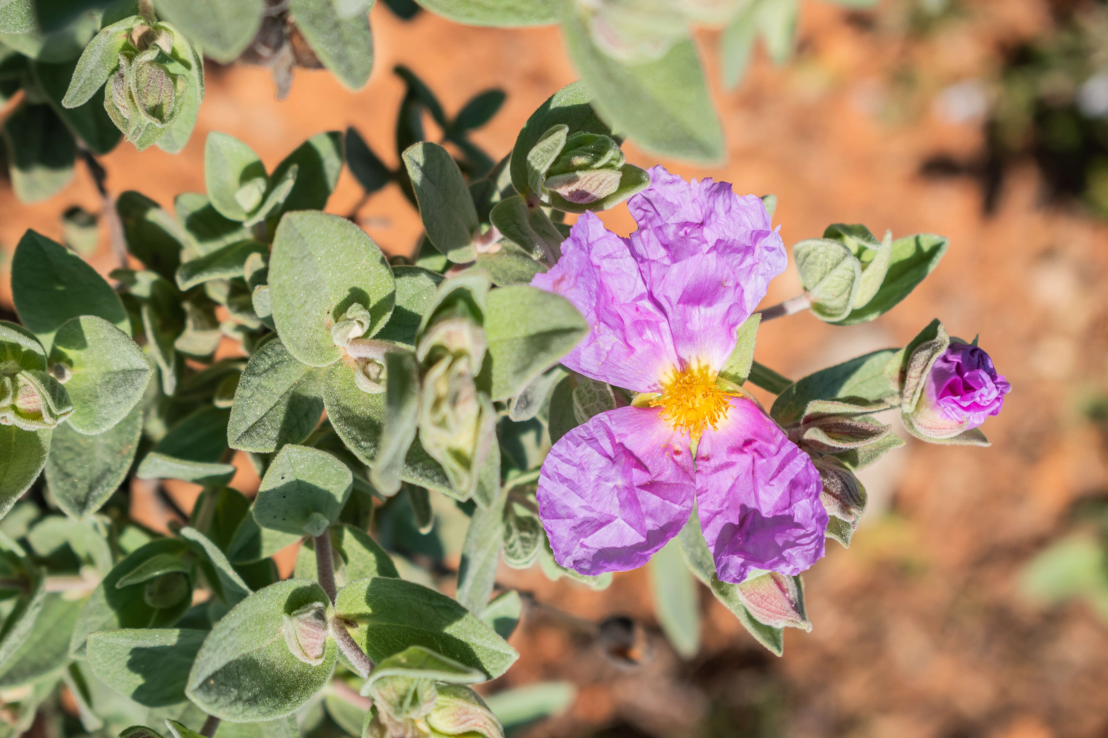 Imagem de Cistus albidus L.