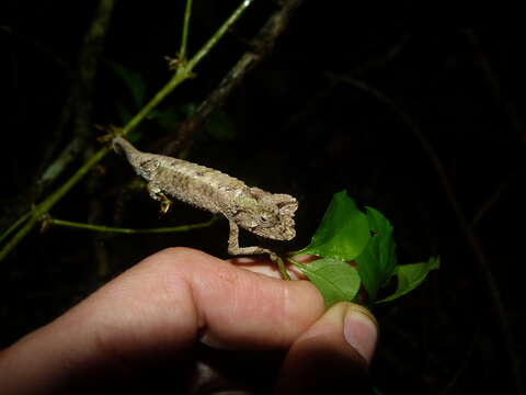 Image of Brookesia antakarana