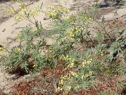 Image of Deane's wattle