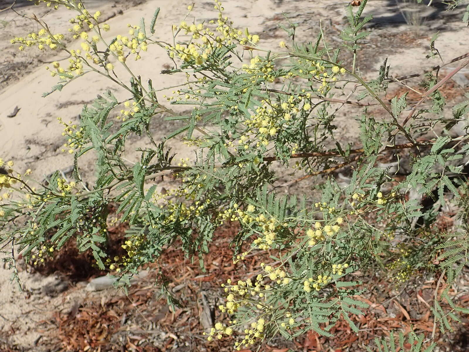 Image of Deane's wattle