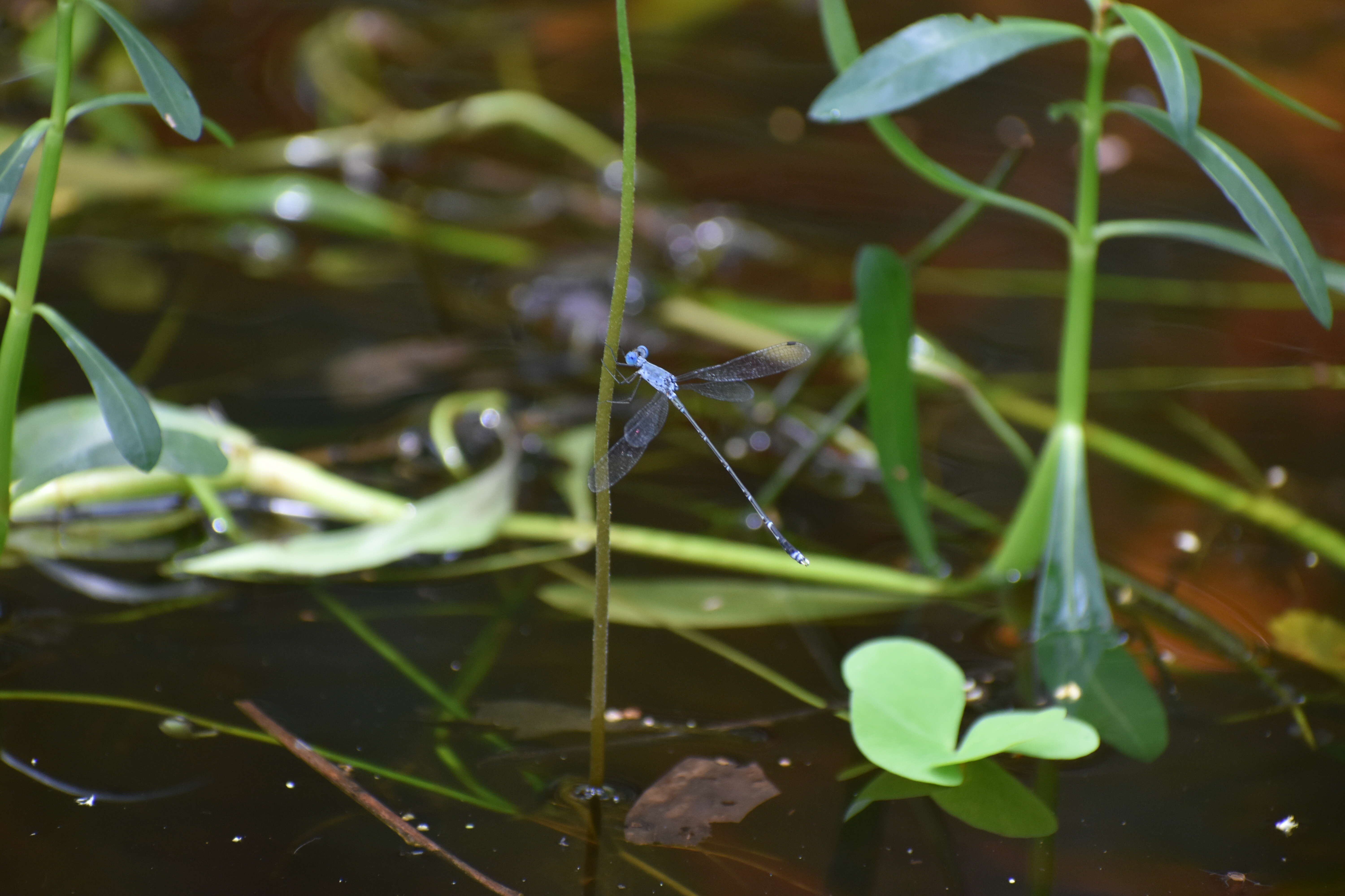 Image de Lestes praemorsus Hagen ex Selys 1862