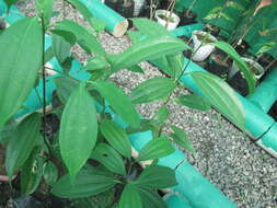 صورة Cinnamomum mercadoi Vidal