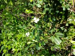 Image of lingonberry