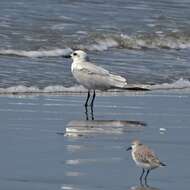 Image of Gull-billed Terns