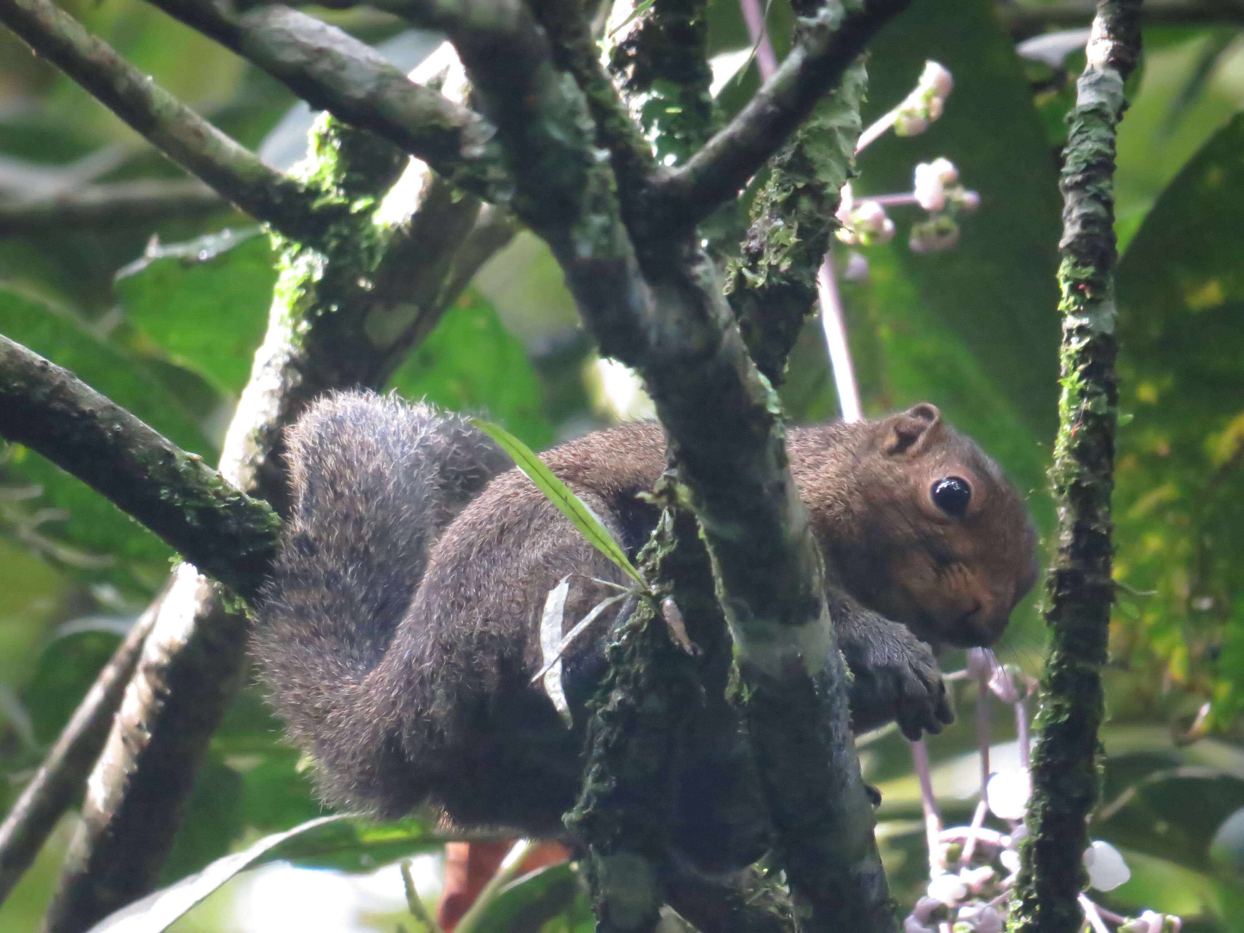 Image of Black-striped Squirrel