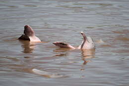 Image of Bolivian river dolphin