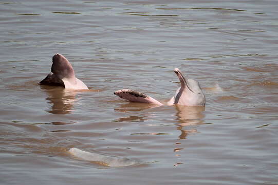 Image of Bolivian river dolphin