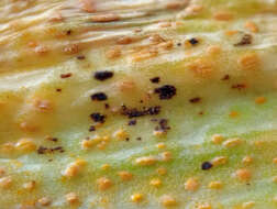 Image de Puccinia porri (Sowerby) G. Winter 1881