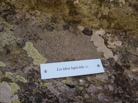 Image of Gray-orange disk lichen;   Lecidea lichen