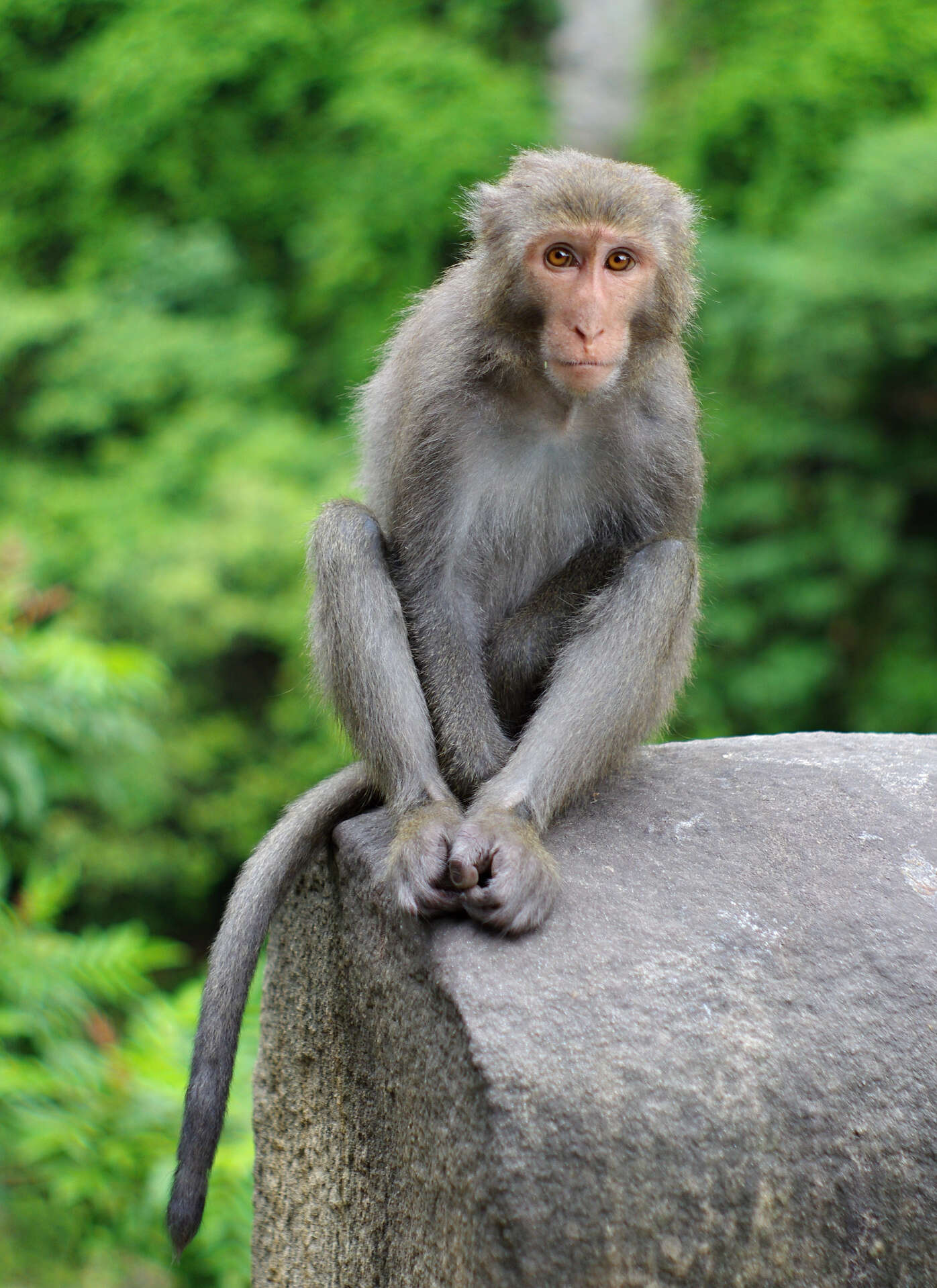 Image of Taiwan macaque