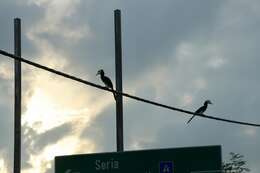 Image of Oriental Pied Hornbill