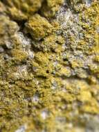 Image of eggyolk lichen