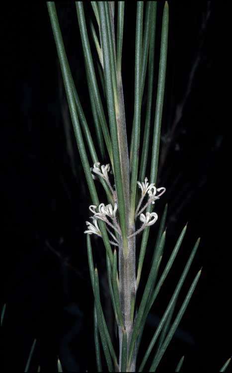 Imagem de Hakea macrorrhyncha W. R. Barker