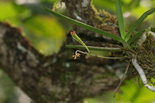 Image of Vanda testacea (Lindl.) Rchb. fil.