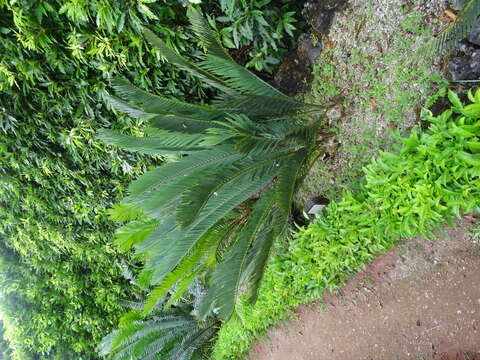 Image of Blue Cycad